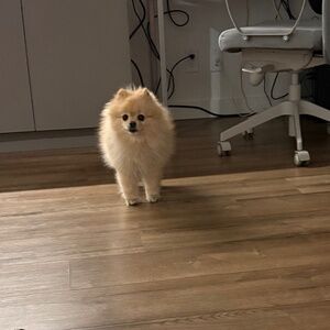 hi